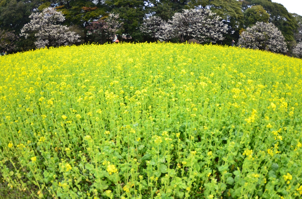 菜の花畑