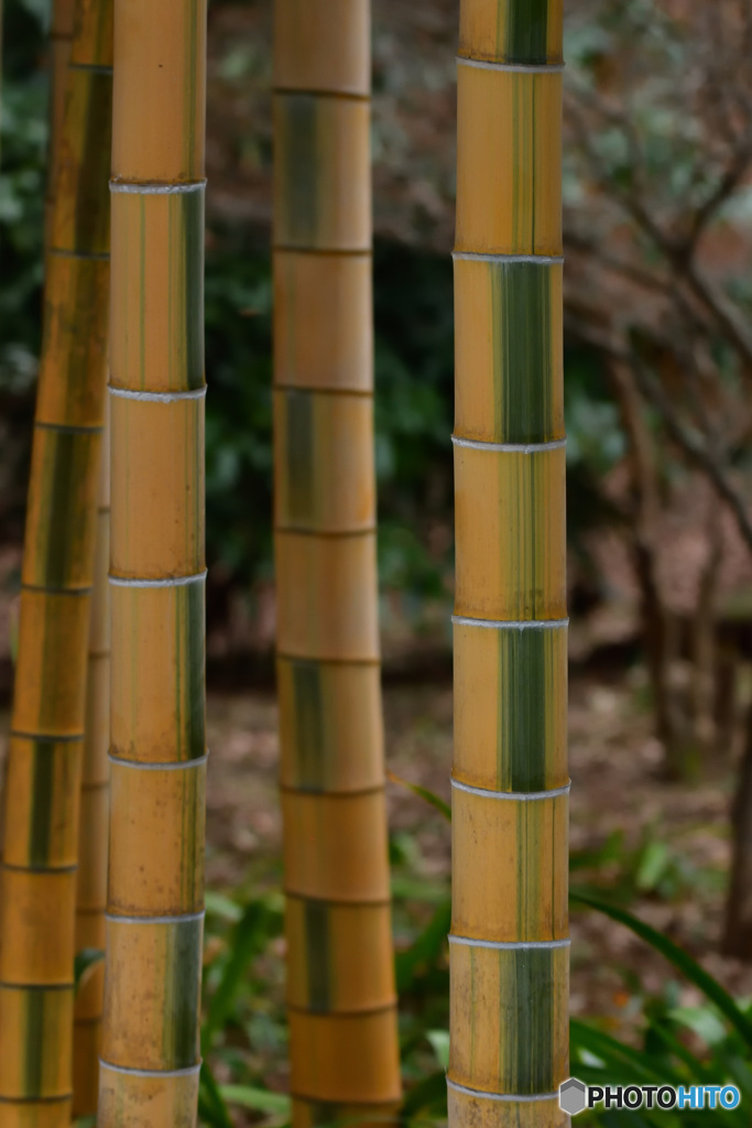 皇居の竹