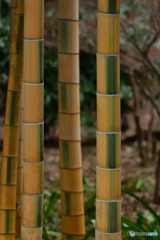 皇居の竹