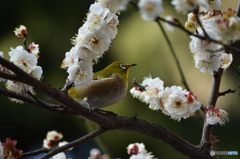 梯子蜜梅