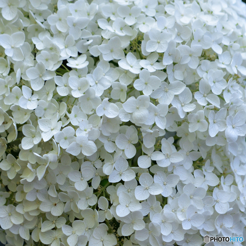 紫陽花色々に