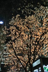 灯下の木蓮