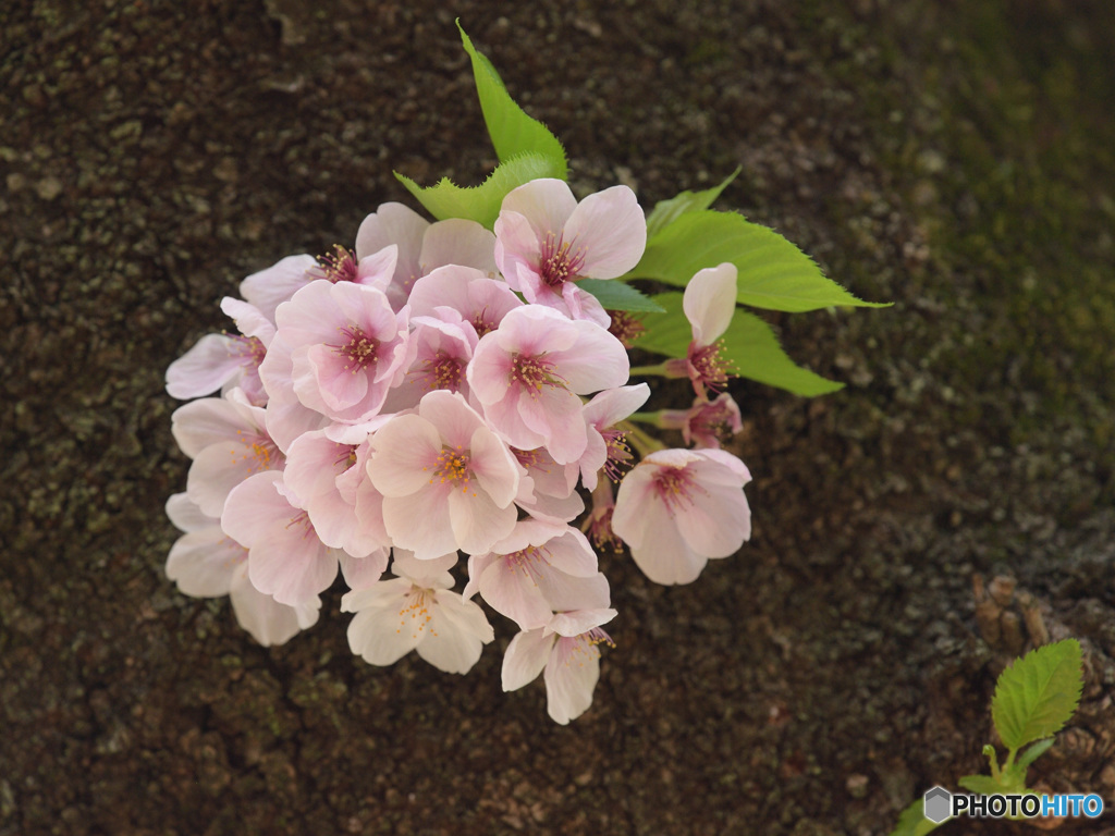 桜のブーケ
