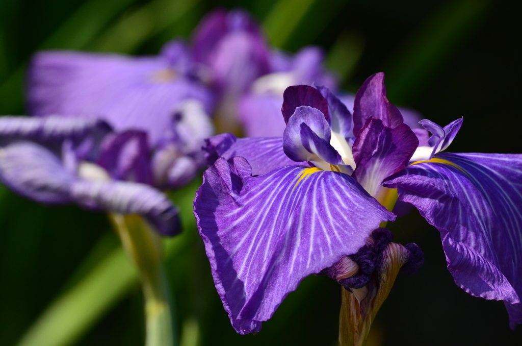 花菖蒲2