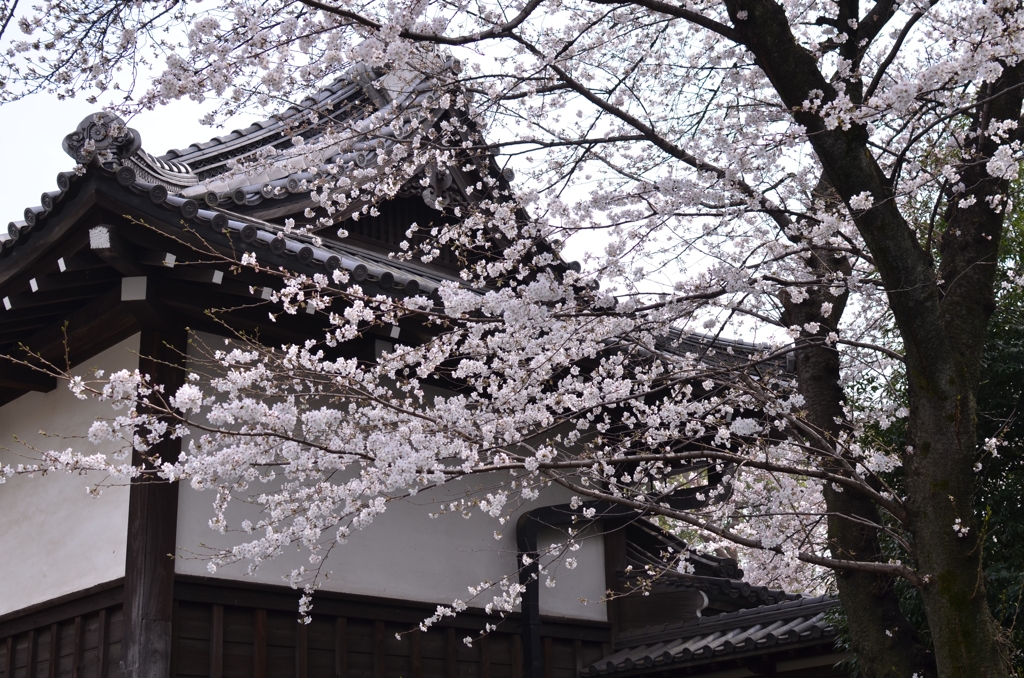 黒門の桜