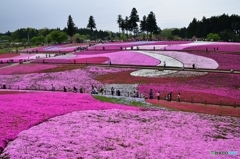 芝桜の丘