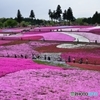 芝桜の丘