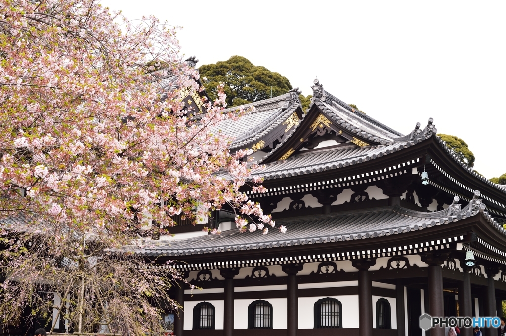 観音堂と桜