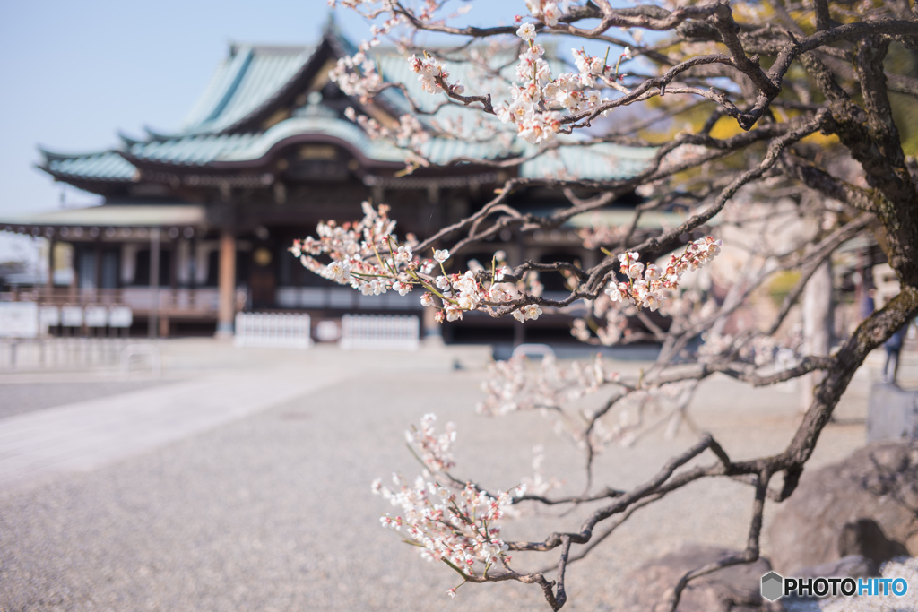 ぶらり本門寺界隈
