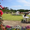 ようこそ　生田緑地ばら苑へ３
