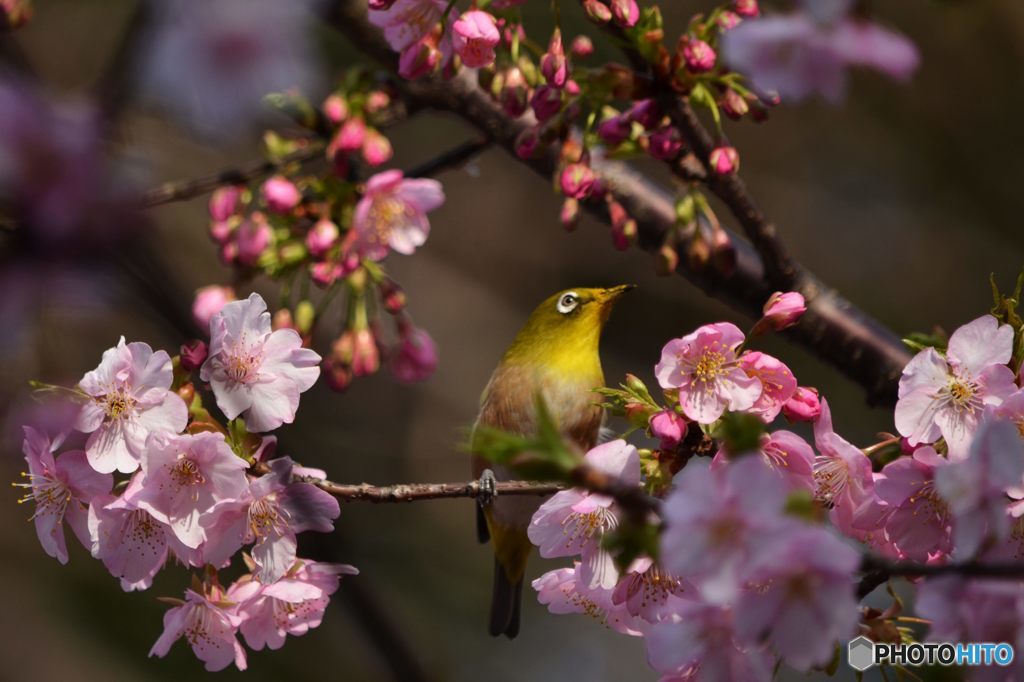 梯子蜜桜