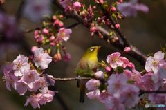 梯子蜜桜