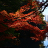 下の池のカエデ２