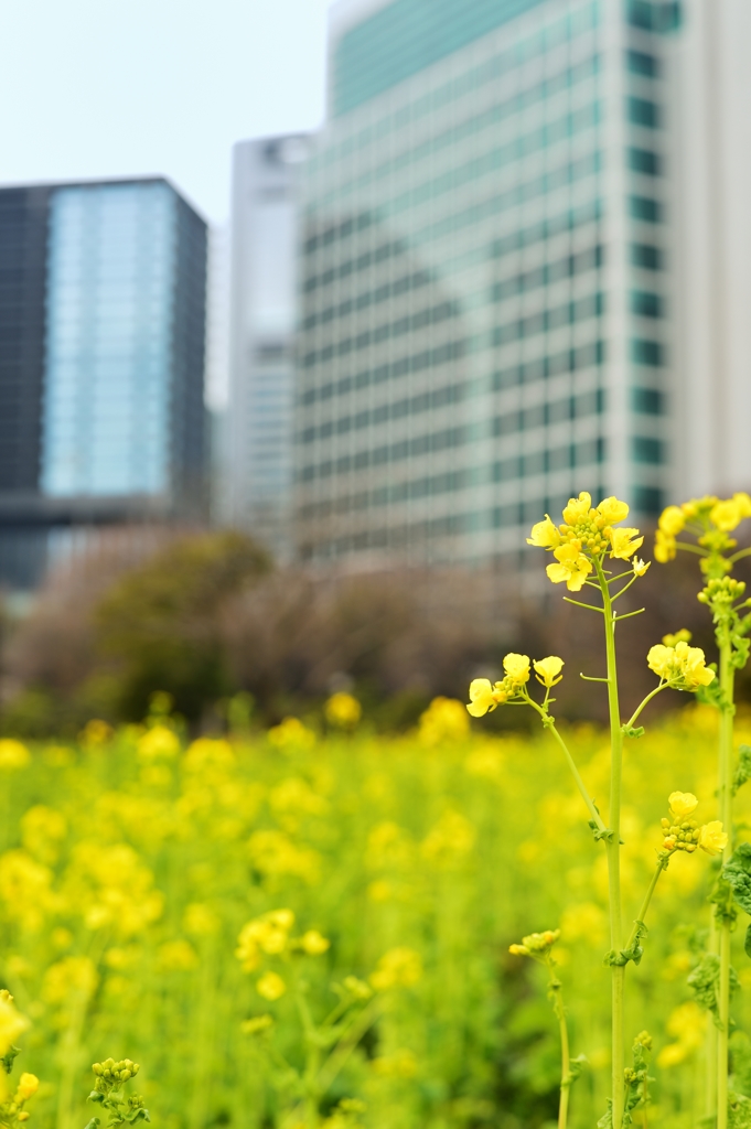 菜の花1