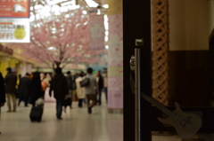 構内は満開