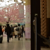 構内は満開