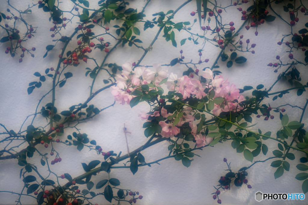 壁の薔薇
