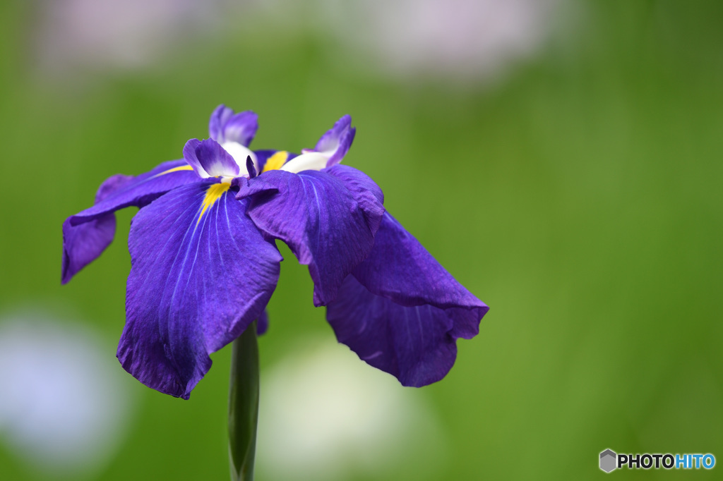 花菖蒲