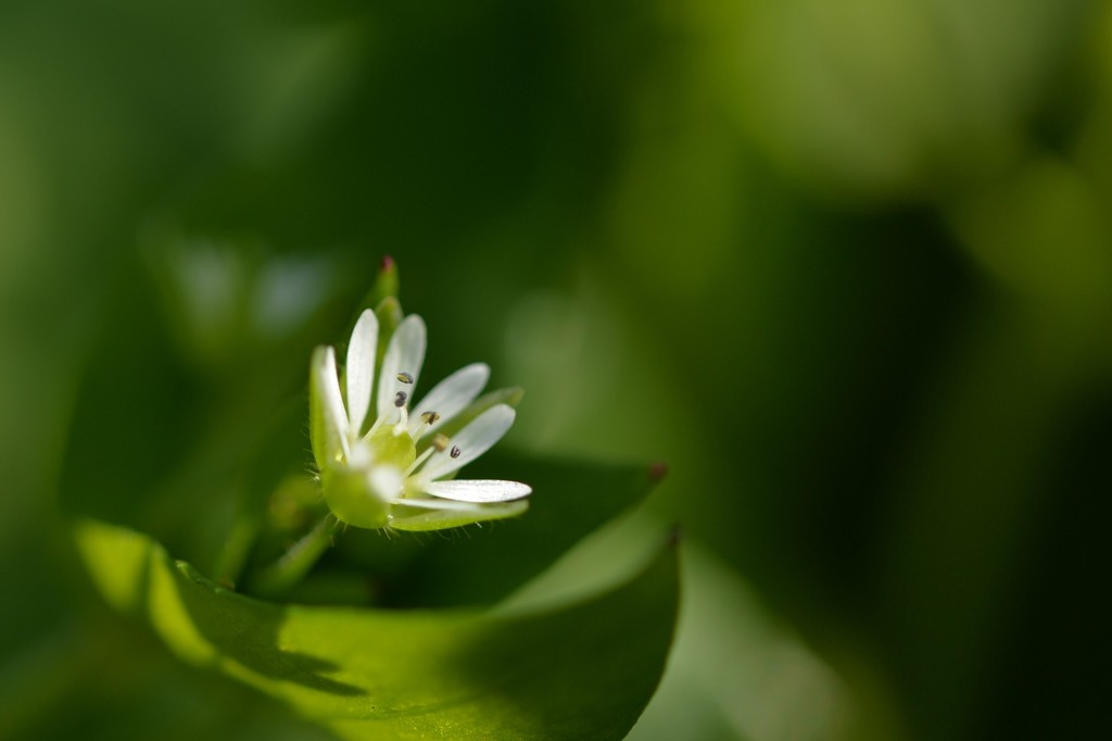 菜の花畑のしたでは4
