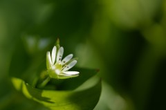 菜の花畑のしたでは4