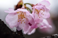 大寒桜