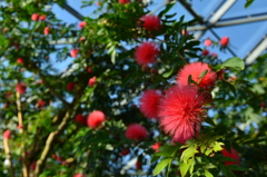 太陽？花火？