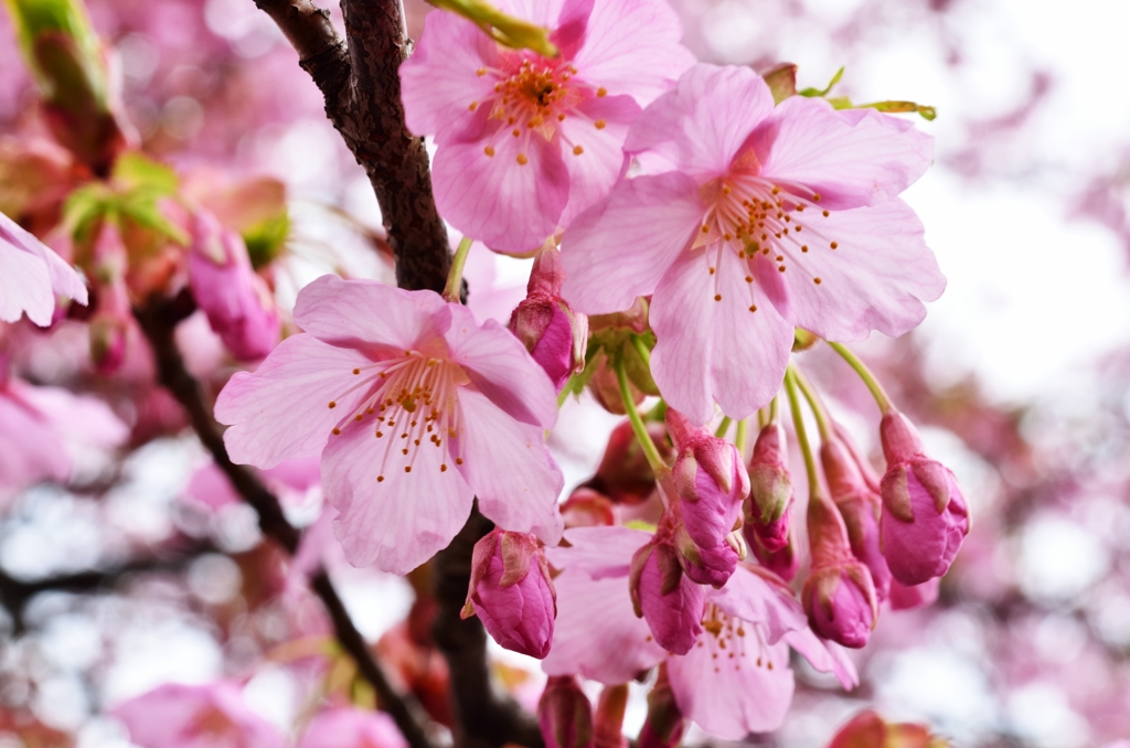 修善寺寒桜