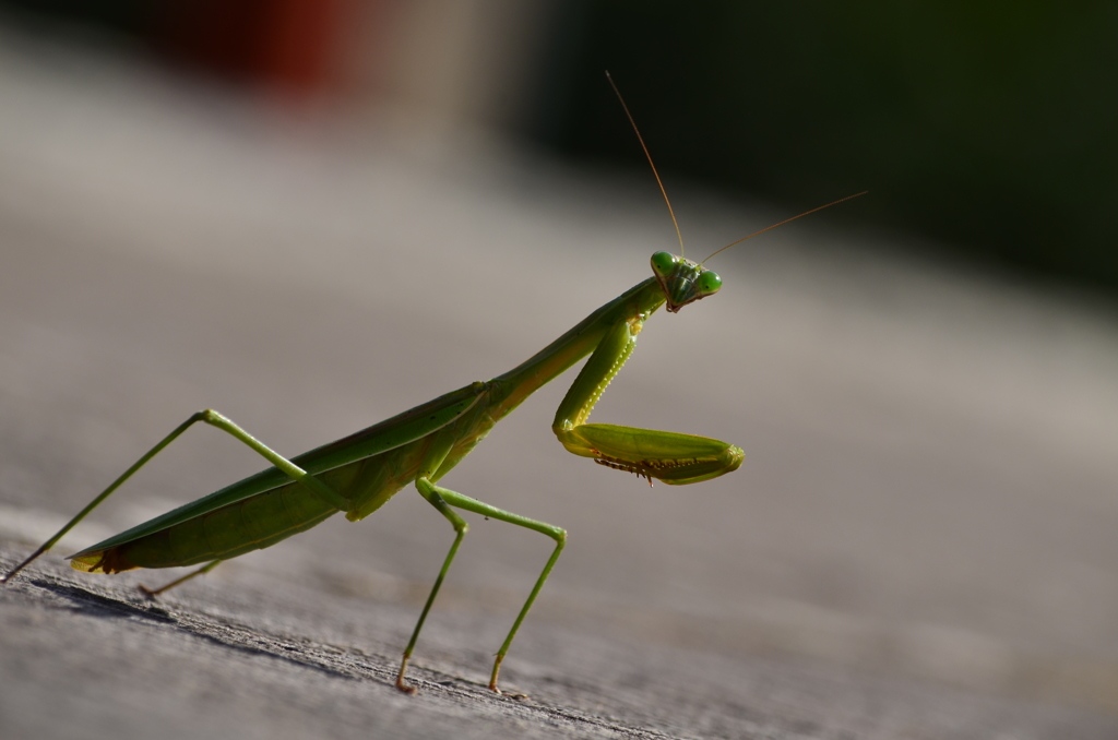 祈る(praying mantis)