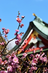 神社の紅梅