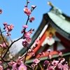 神社の紅梅