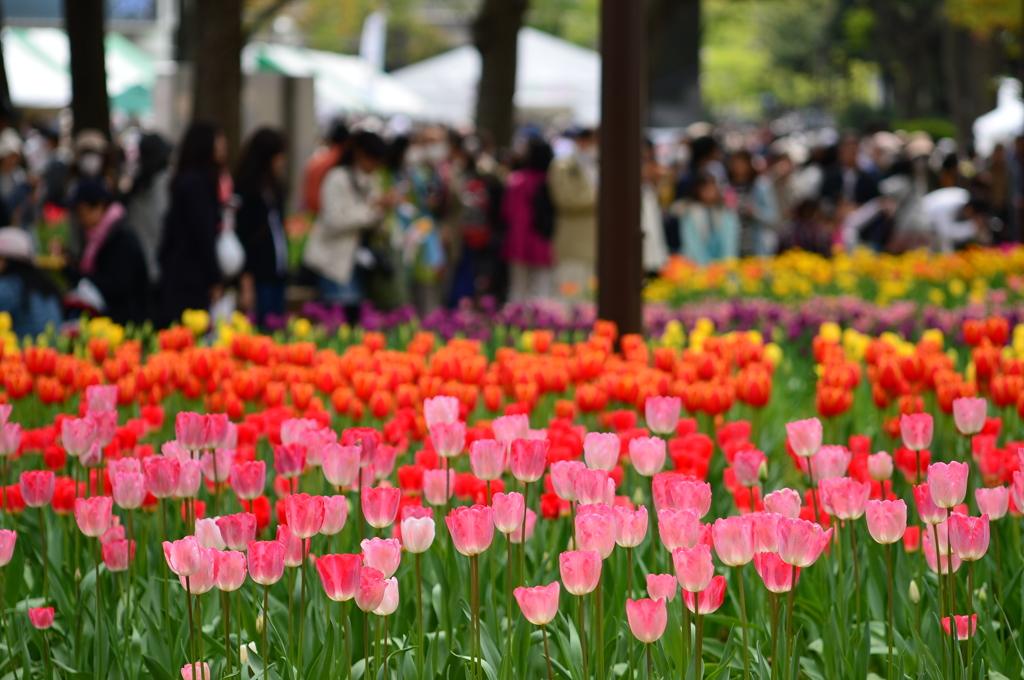 よこはま花と緑のスプリングフェア