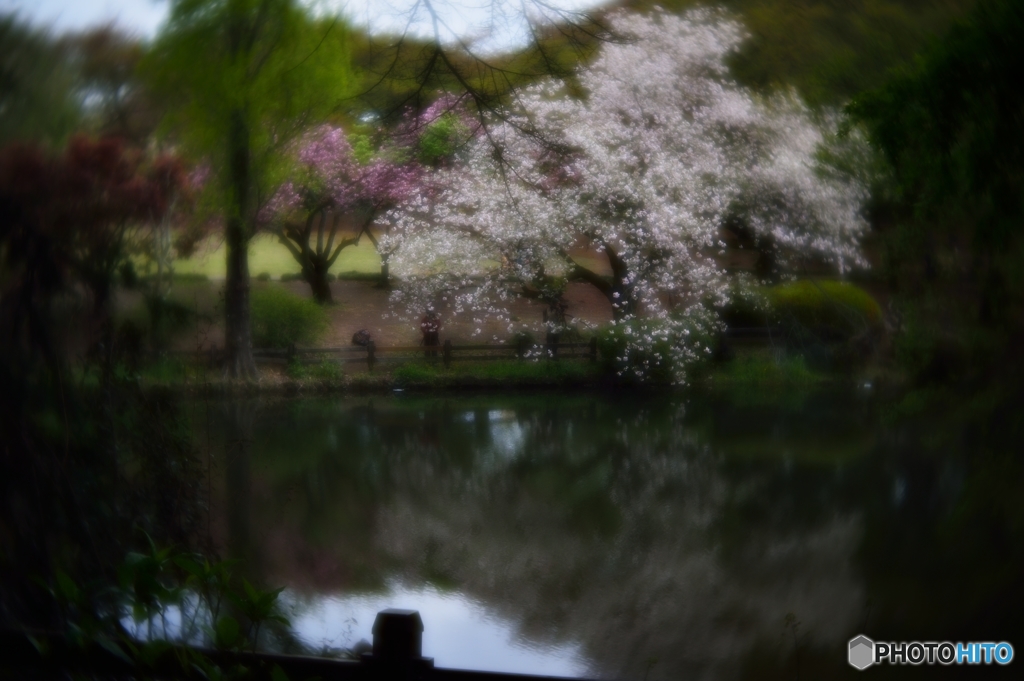 対岸の桜