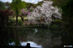 対岸の桜