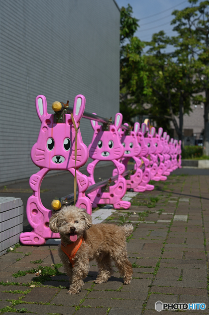 エルモ君