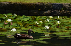 水蓮