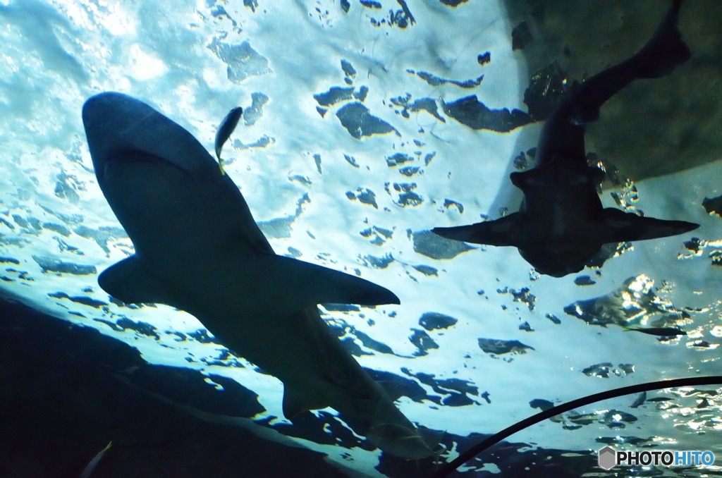 シーライフシドニー水族館2