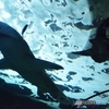 シーライフシドニー水族館2