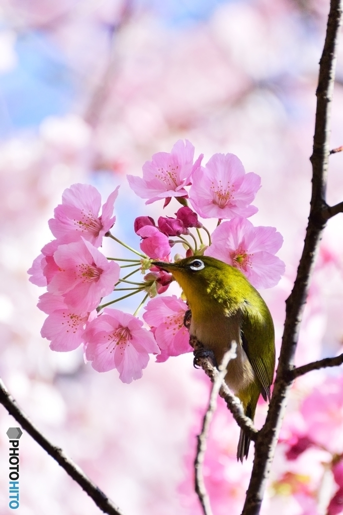 大きな花冠