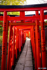 鳥居の参道