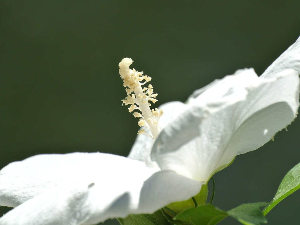 白花