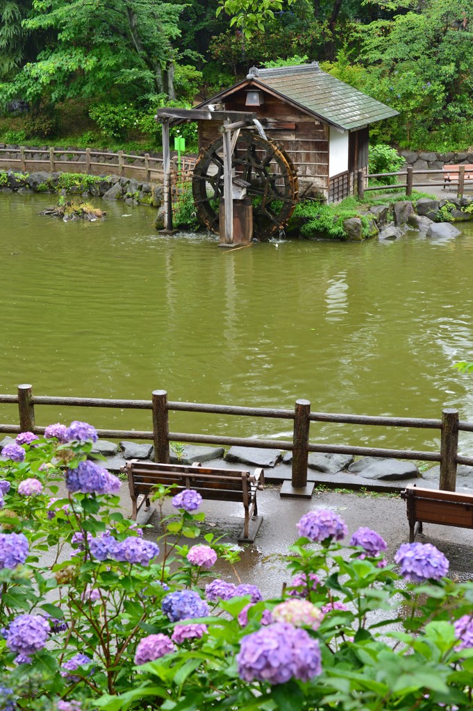 雨の松涛公園