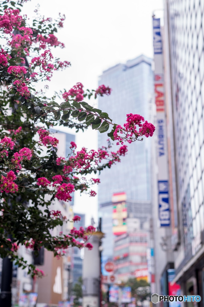 街路樹