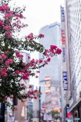 街路樹