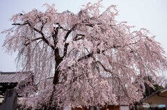 枝垂れ桜
