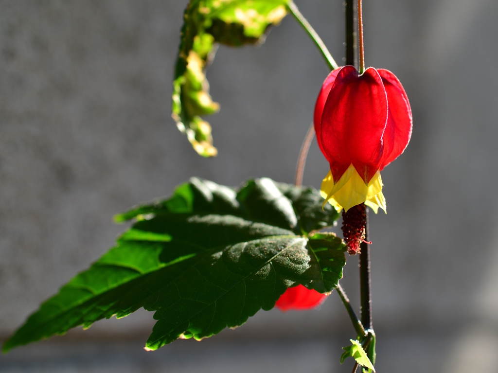 陽を浴びる壁の花