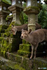 雨の奈良公園2