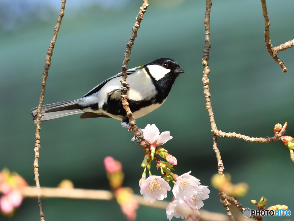 花鳥図その四