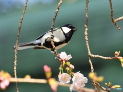 花鳥図その四