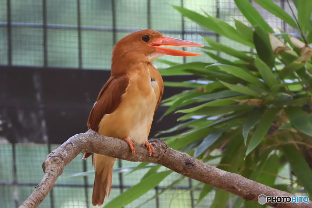アカショウビン