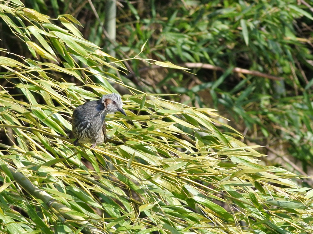 強風に耐えて